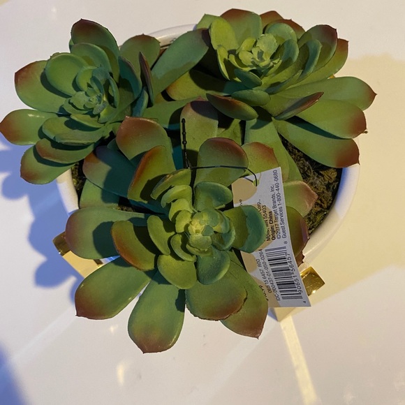 Project 62 Other - Target succulent